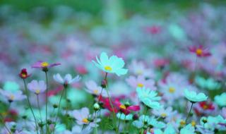 松山湖桃花什么时候 松山湖松湖花海